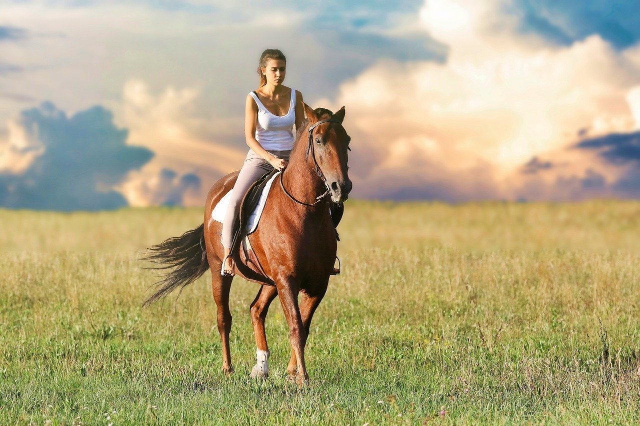 Soins et santé du cheval Conseils et guide pratique Remèdes