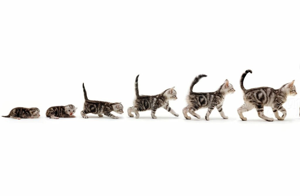 Croissance du chaton Évolution du poids du chat de la naissance à 1