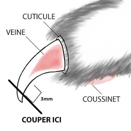 Comment Couper Les Ongles D Un Chat Bien Entretenir Les Doigts Des Pattes Du Chat Remedes Naturels Pour Animaux