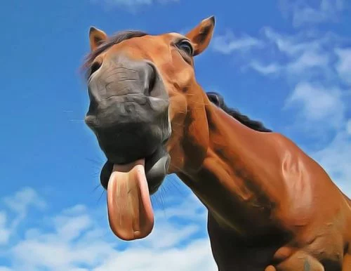 médecine chinoise et langue du cheval