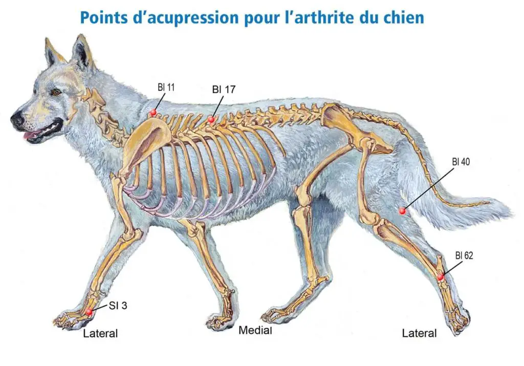 Quels Points D Acupression Pour Arthrose Canine Acupuncture Pour La Douleur Et Les Articulations Du Chien Remedes Naturels Pour Animaux