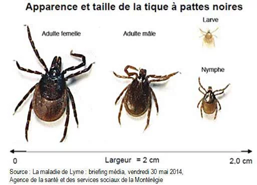 apparence tique à patte noire