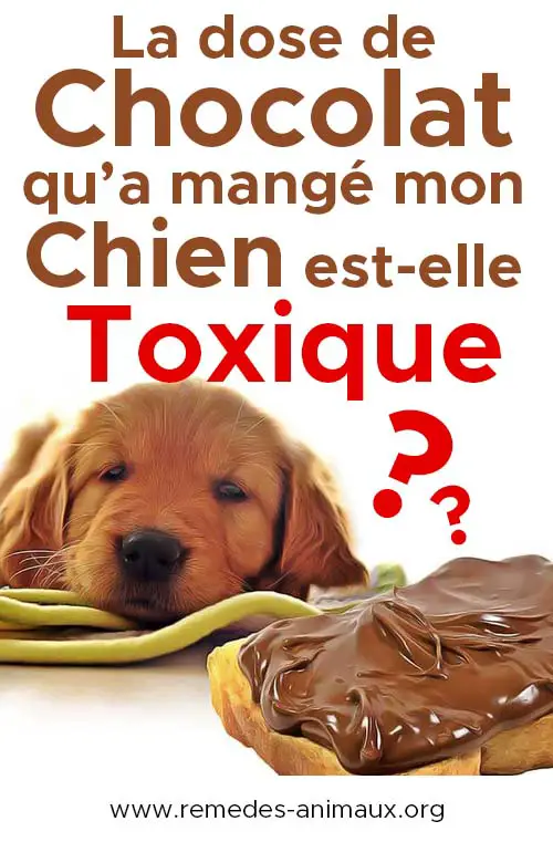 Intoxication Du Chien Calculateur De Toxicite Au Chocolat Remedes Naturels Pour Animaux