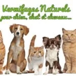 Vermifuges naturels pour animaux de compagnie : Comment vermifuger vos chiens et chats