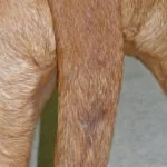 Queue du chien : Remèdes pour une infection de la glande supracaudale chez le chien