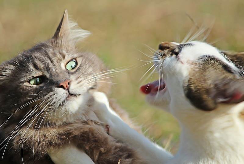 Voici Comment Soigner Naturellement Un Abces Chez Le Chat Remedes Naturels Pour Animaux