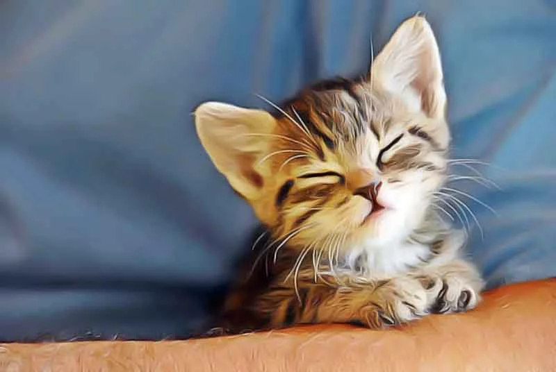 pourquoi les chats ronronnent ?