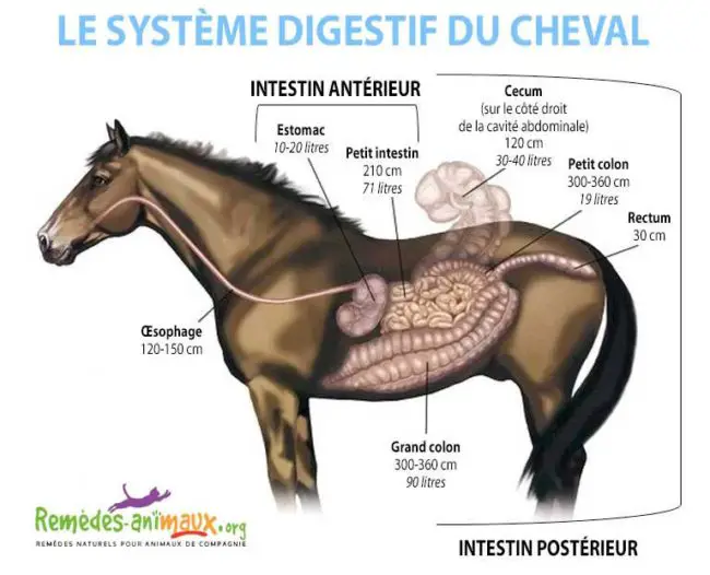 Comprendre le pH du système digestif du cheval Remèdes Naturels pour Animaux