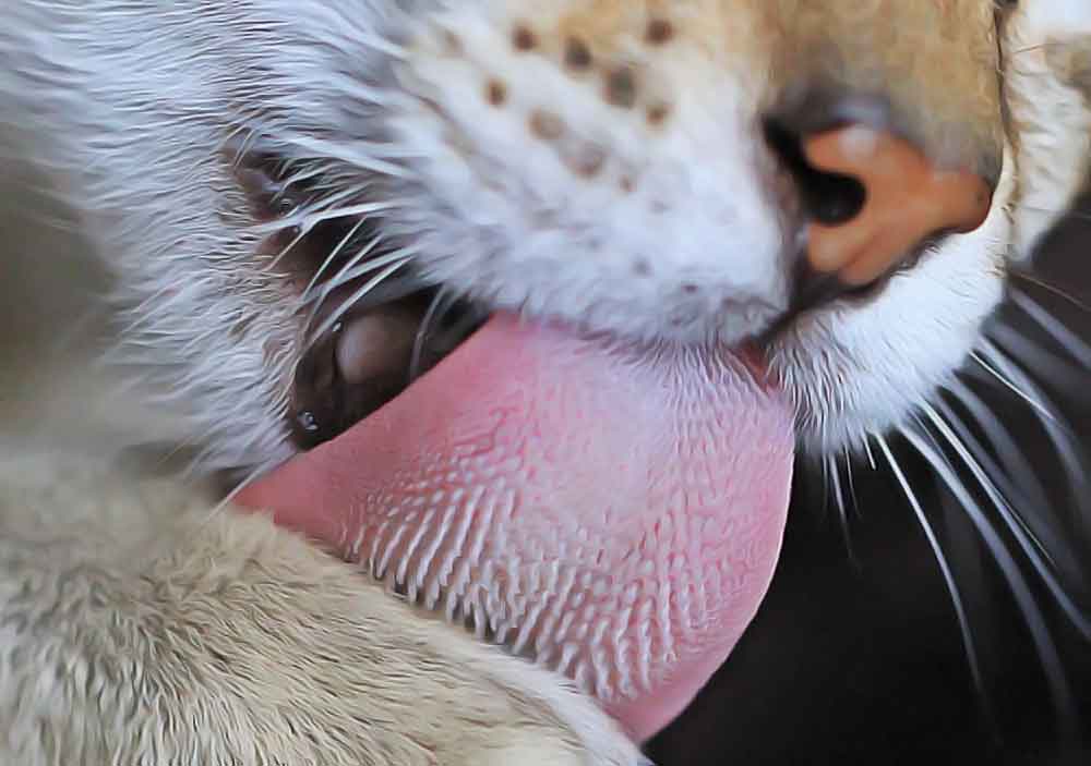 Tout Sur La Langue De Votre Chat Remedes Naturels Pour Animaux