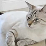Chatte : Les signes de grossesse chez le chat