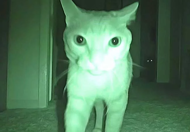chat actif la nuit