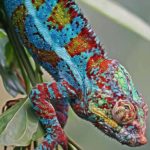 Reptiles : Mon caméléon semble stressé, que faire ?
