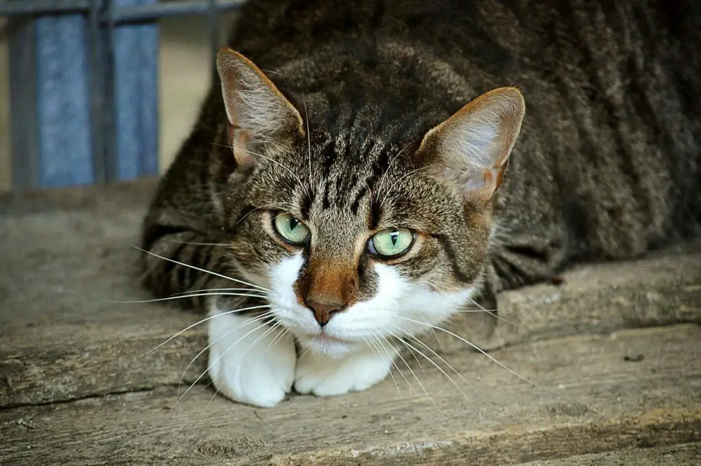 Traiter Naturellement L Insuffisance Renale Chez Le Chat Remedes Naturels Pour Animaux