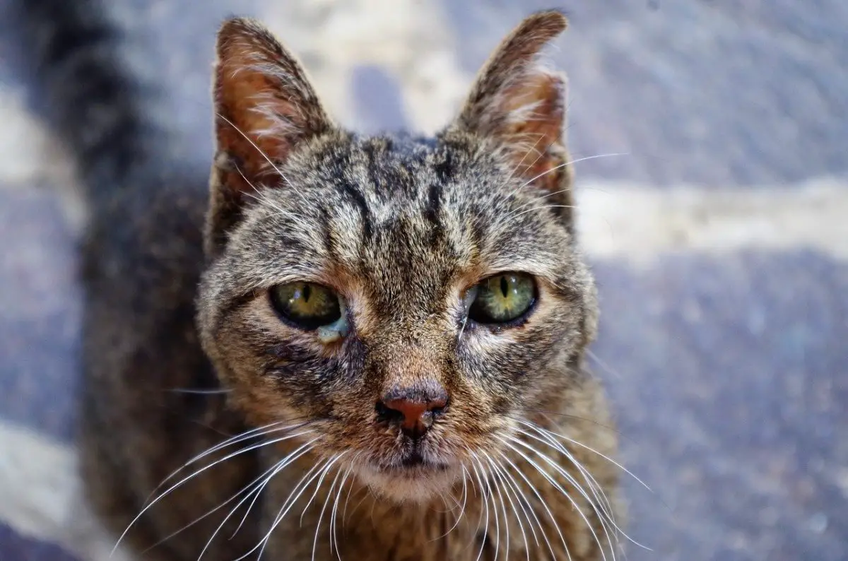 chat malade oeil qui coule