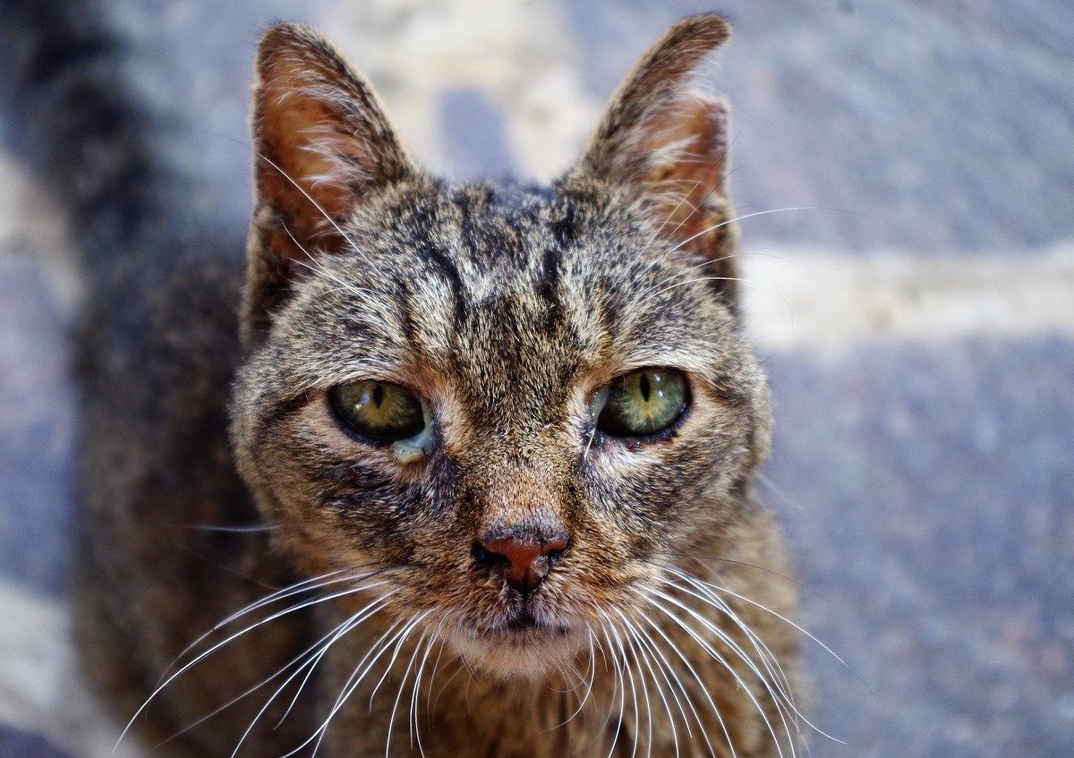 Virus Du Coryza Du Chat Comment Traiter Quels Sont Les Risques De La Maladie Remedes Naturels Pour Animaux