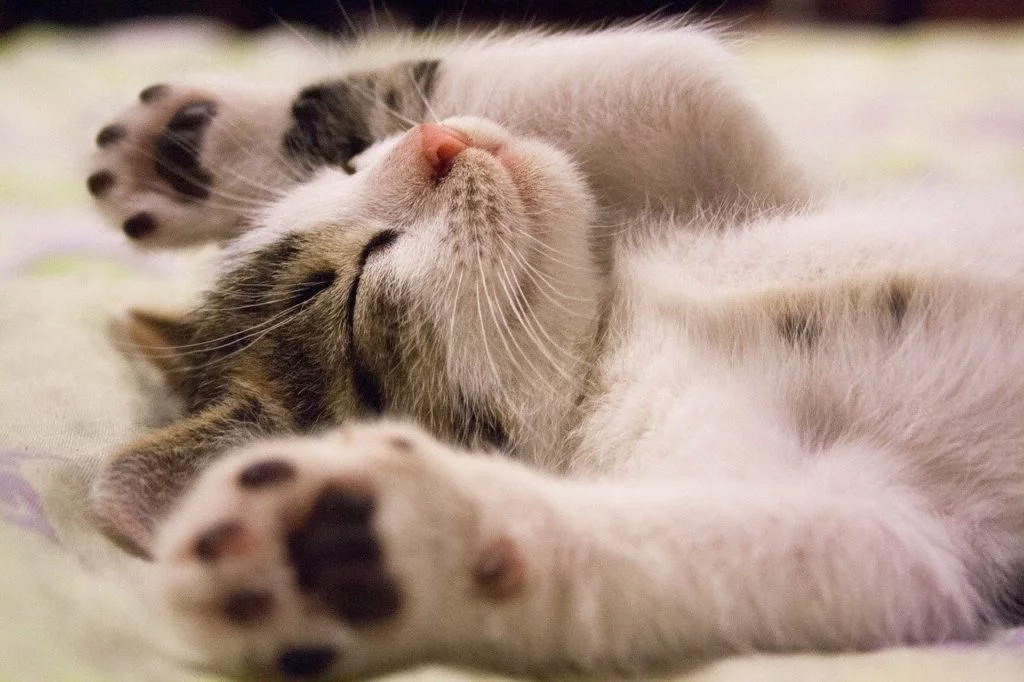 Comment traiter naturellement la constipation chez le chaton