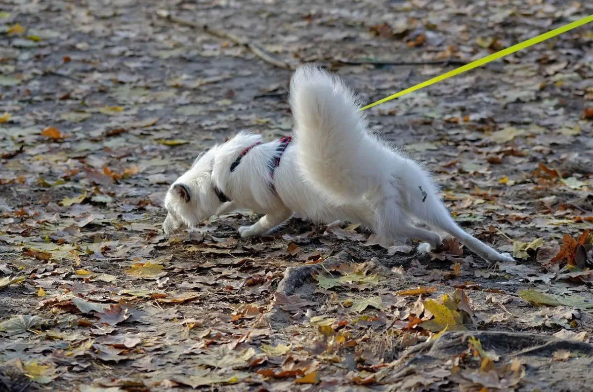 chien en promenade