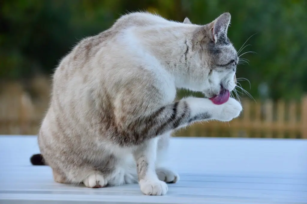 Mon Chat Perd Ses Poils Anormalement Que Faire En Cas De Pelade Du Chat Remedes Naturels Pour Animaux