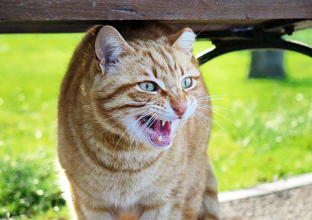 Comportement Qu Est Ce Qui Fait Gonfler La Queue D Un Chat Lorsqu Il A Peur Remedes Naturels Pour Animaux