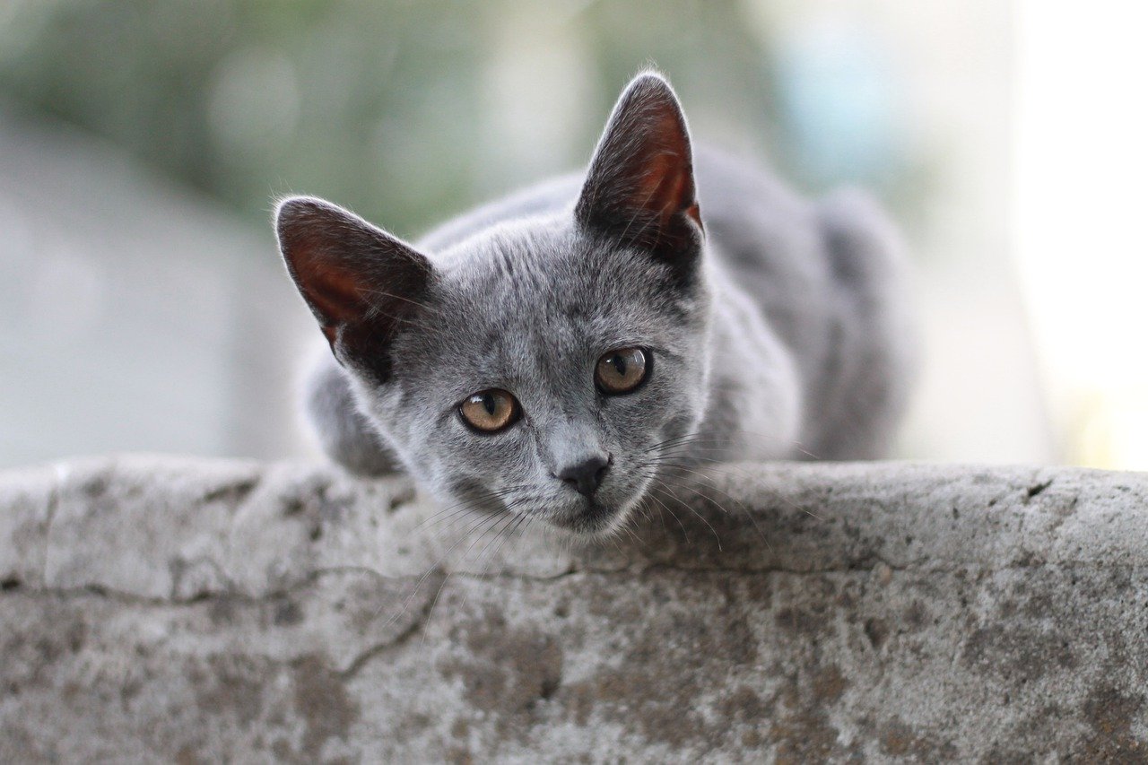 Allergie Aux Chats Quelle Race De Chat Choisir Quand On Est Allergique Remedes Naturels Pour Animaux