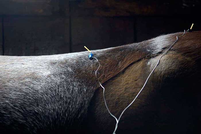 acupuncture equine