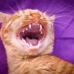 Est-il normal que les chats perdent leurs dents ?