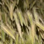 Plantes : Cette dangereuse herbe sèche pourrait tuer votre chien