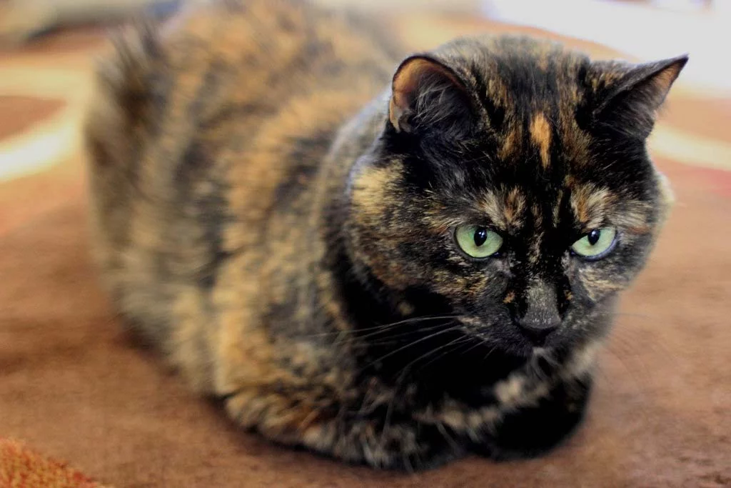 beau chat écaille de tortue