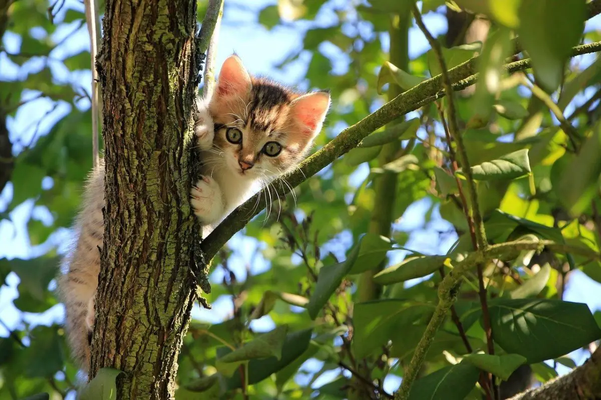 Comment Faire Descendre Un Chat D Un Arbre Sans Danger 5 Etapes Faciles Remedes Naturels Pour Animaux