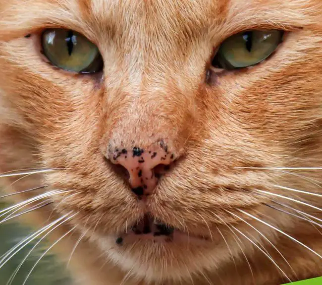 Evolution Cancer Du Nez Chez Le Chat Mon chat a des taches de vieillesse sur le nez, faut-il s'inquiéter