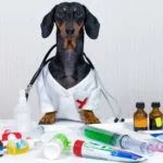 Chien : Surdose de médicaments, que faire en cas d'effets secondaires ?