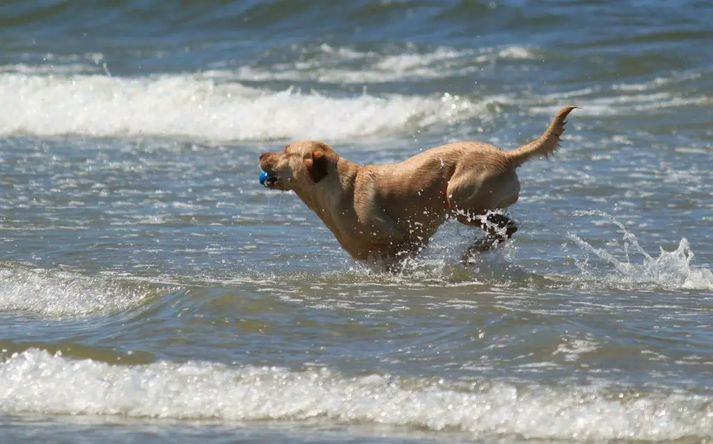 chien qui cours dans l'eau salée de la mer