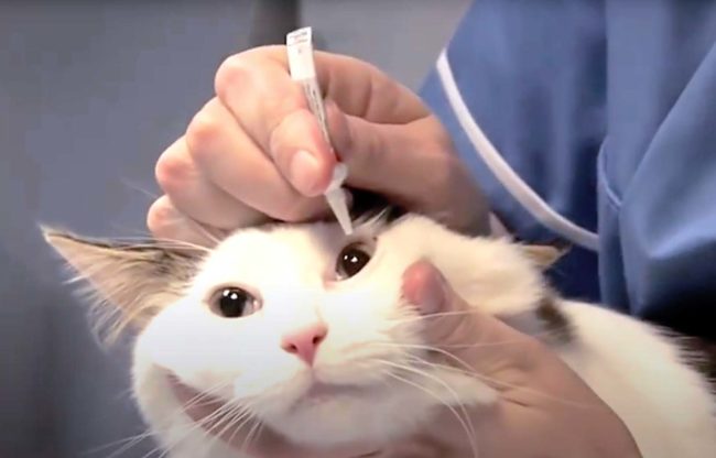 comment mettre des gouttes dans les yeux du chat soi-même
