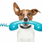 Quand faut-il appeler les services d'urgence vétérinaire ?