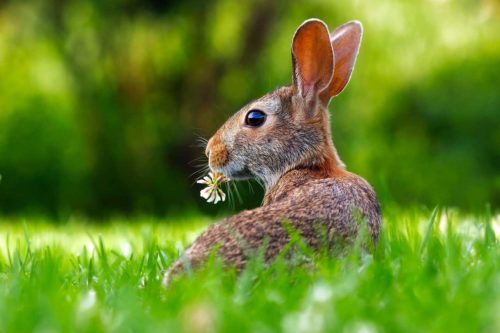 quelle alimentation pour mon lapin