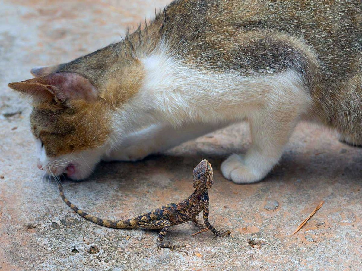 Chien Chat Le Lezard Est Il Toxique Pour Mon Animal De Compagnie Remedes Naturels Pour Animaux