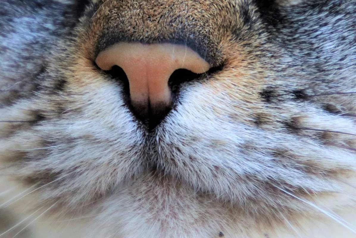 tout savoir sur l'odorat et le gout du chat