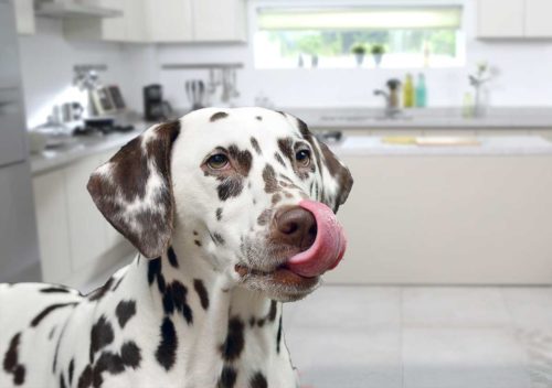 allergie alimentaire chez le chien