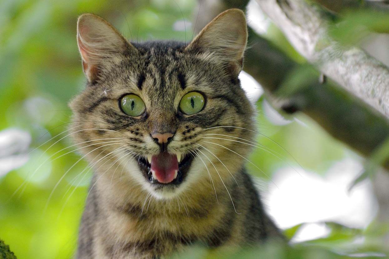 Comportement Certains Chats Sont Agressifs Pourquoi Remèdes