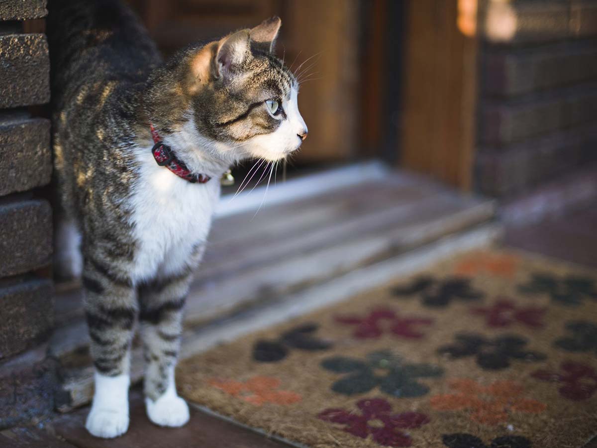 Comportement Chat Fugueur Que Faire Avec Un Chat Qui Se S Echappe Du Jardin Ou De La Maison Remedes Naturels Pour Animaux