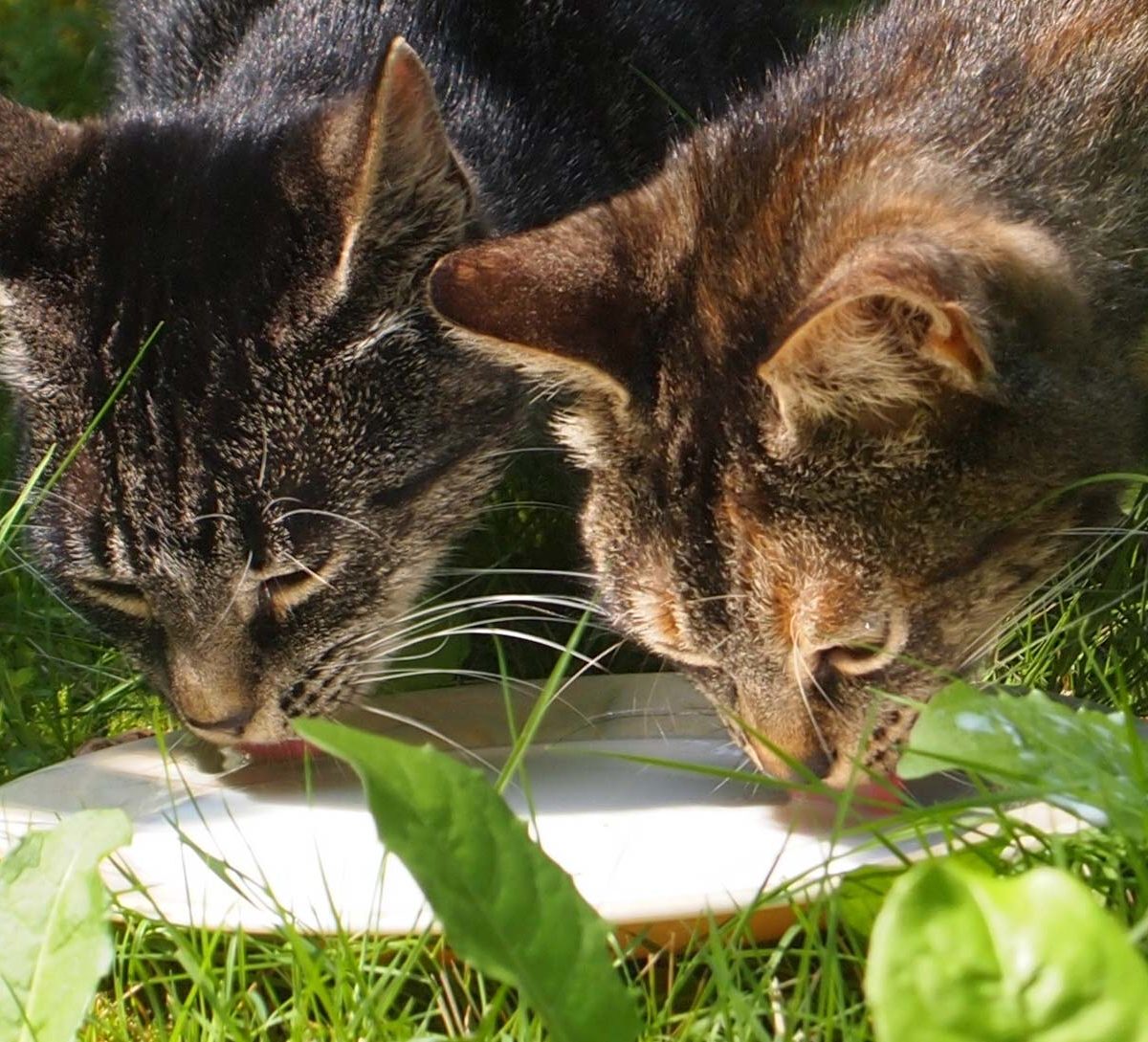 Les Chats Peuvent Ils Boire Du Lait De Vache Remedes Naturels Pour Animaux