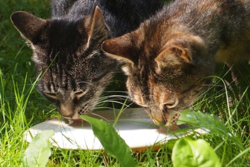 le lait n'est pas bon pour la santé du chat