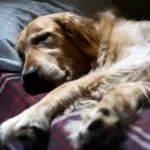 Mon chien dort toute la journée - Est-ce normal ?