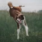 Mon chien fait des courses frénétiques dans tous les sens : Est-ce grave ?