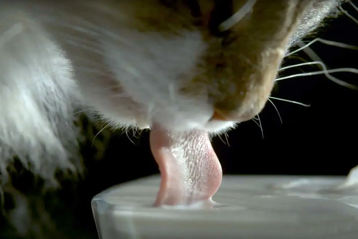 Comment Les Chats Boivent Ils Leur Technique Analysee En Video Remedes Naturels Pour Animaux