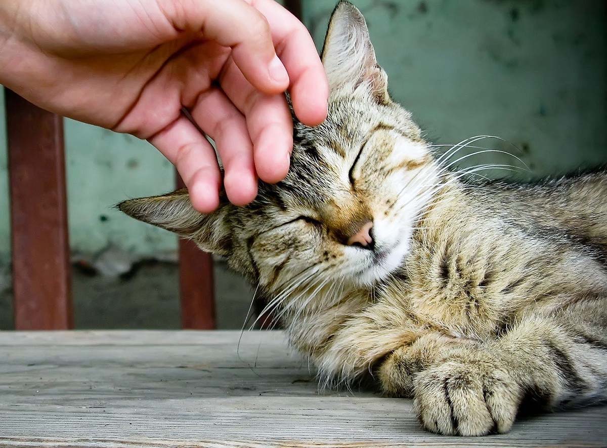 Pourquoi Les Chats Donnent Ils Des Coups De Tete Remedes Naturels Pour Animaux