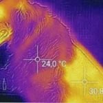 Canicule : Faut-il tondre un chien pour qu'il ait moins chaud ?