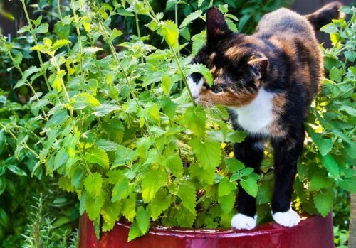 herbe aux chats à ne pas confondre avec herbe à chat