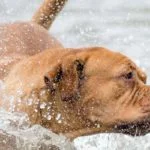 Oreille de nageur chez le chien : Remèdes maison pour stopper l'infection