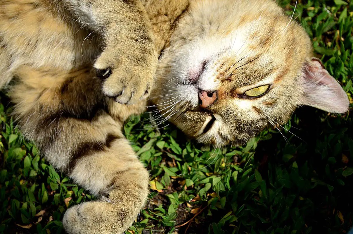 Pourquoi l'herbe à chat rend fou ?